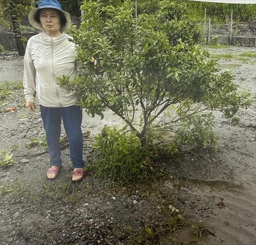 生產者圖片
