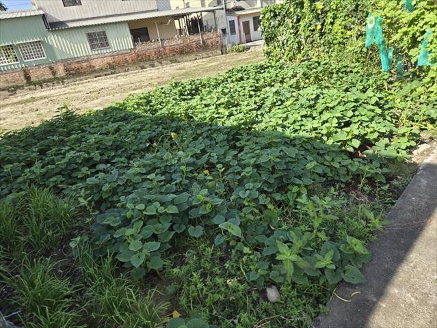 生產者圖片