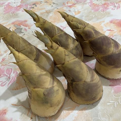 生產者圖片
