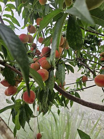 生產者圖片
