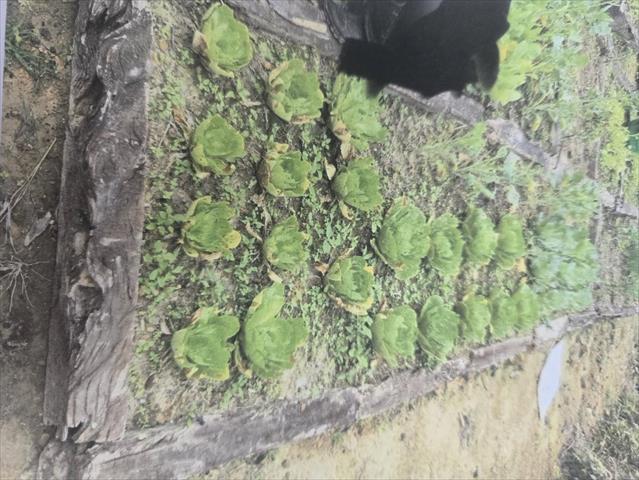 生產者圖片