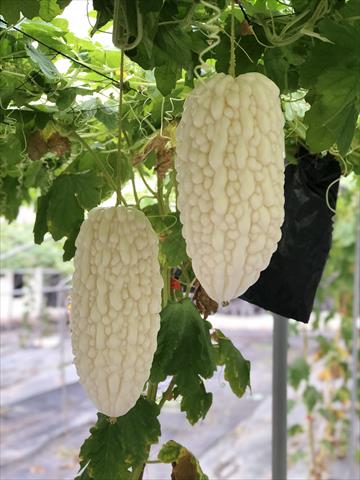 生產者圖片