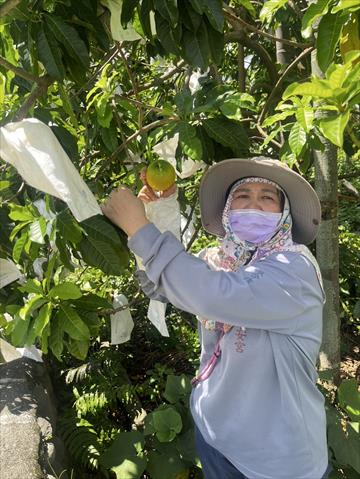 生產者圖片