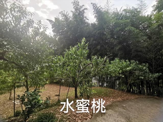 生產者圖片