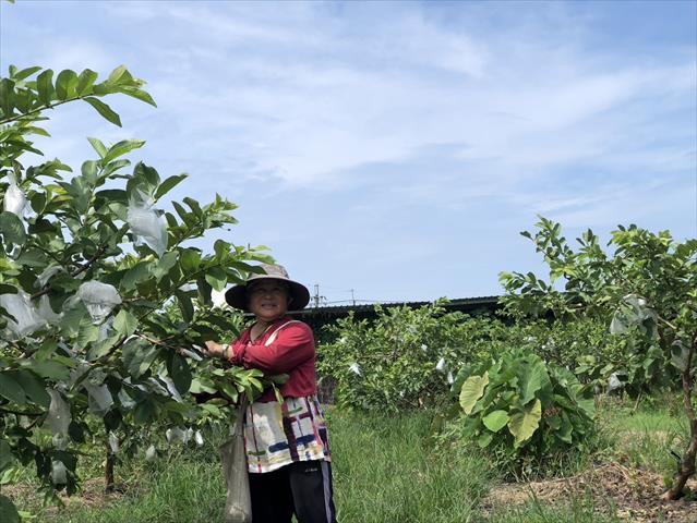 生產者圖片