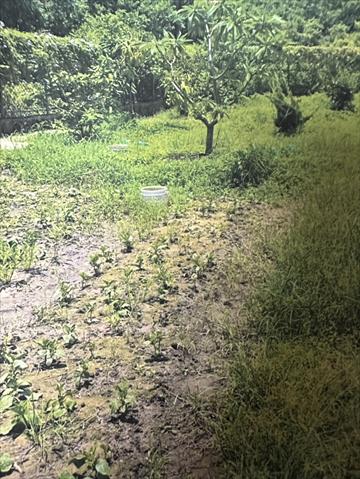生產者圖片