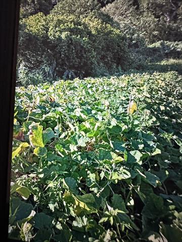 生產者圖片