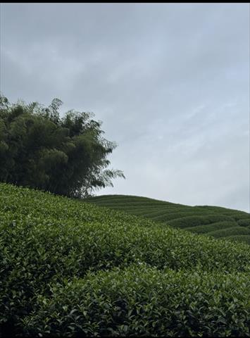 生產者圖片
