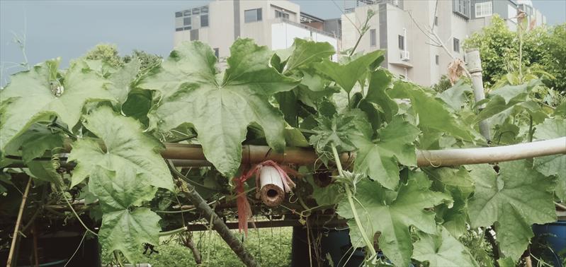 生產者圖片