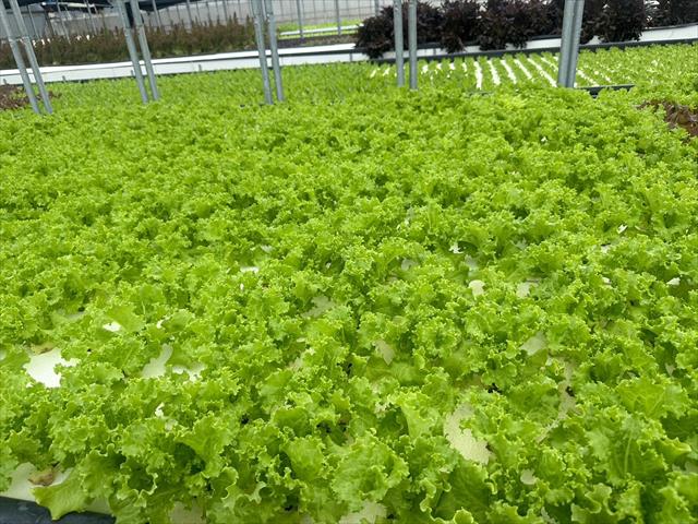 生產者圖片