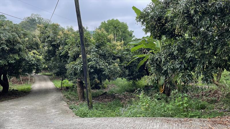 生產者圖片
