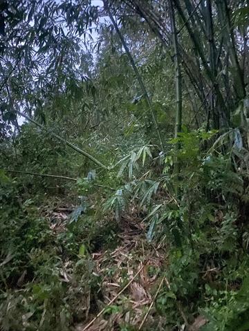 生產者圖片