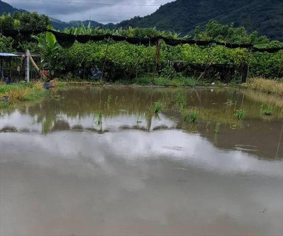 生產者圖片