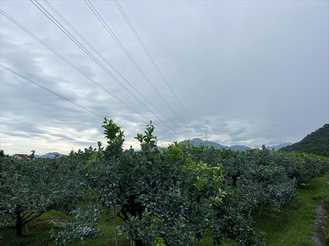 生產者圖片