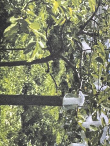 生產者圖片