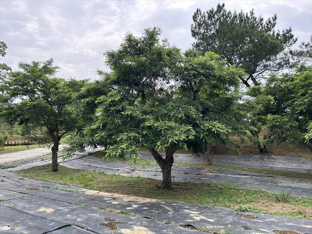 生產者圖片
