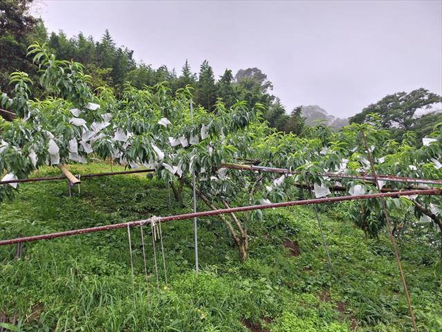 生產者圖片
