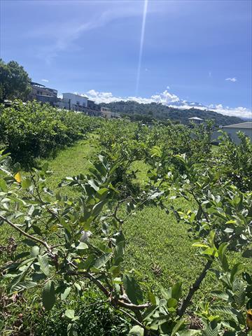 生產者圖片