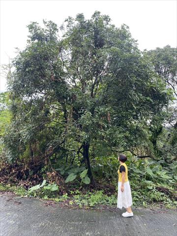 生產者圖片