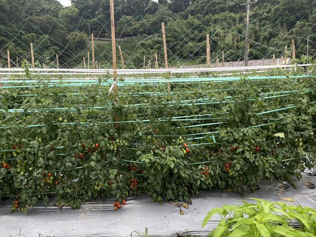 生產者圖片