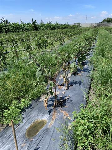 生產者圖片