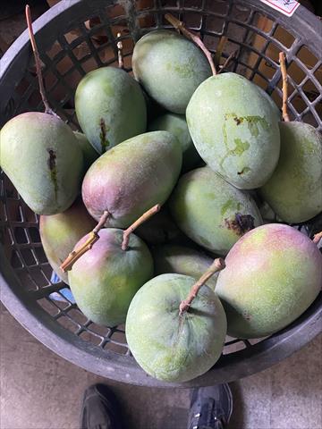 生產者圖片