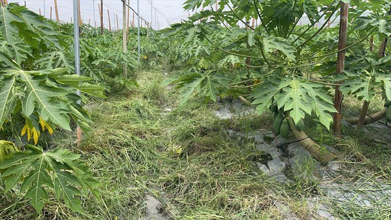 生產者圖片