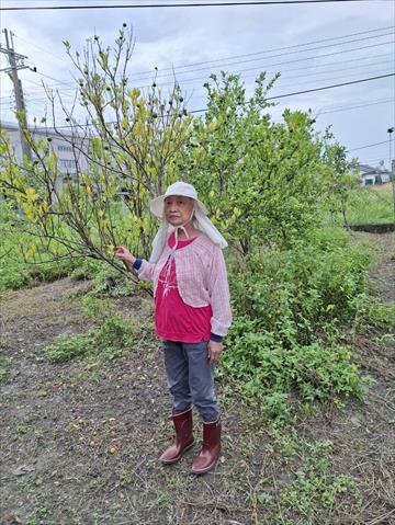 生產者圖片