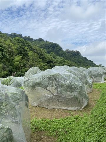 生產者圖片