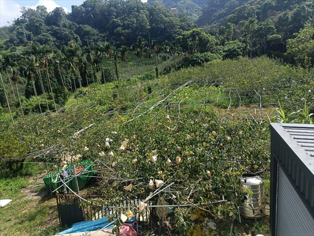 生產者圖片