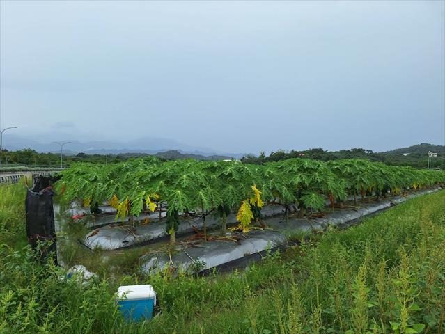 生產者圖片