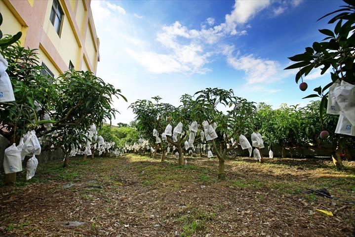 生產者圖片
