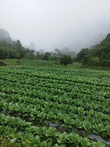 生產者圖片