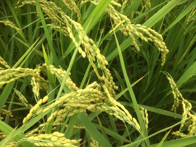 生產者圖片