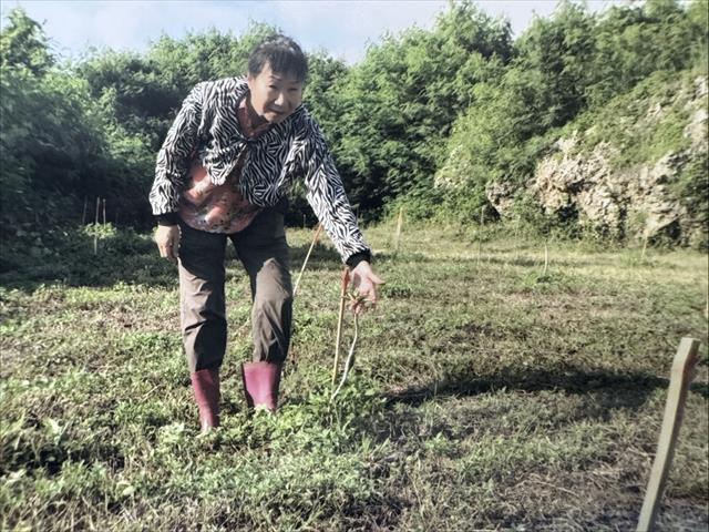 生產者圖片