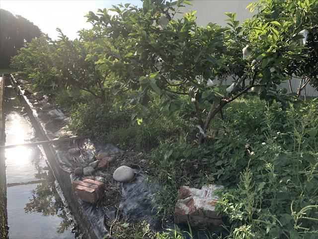 生產者圖片