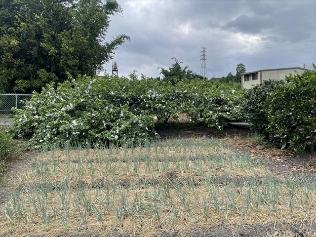 生產者圖片