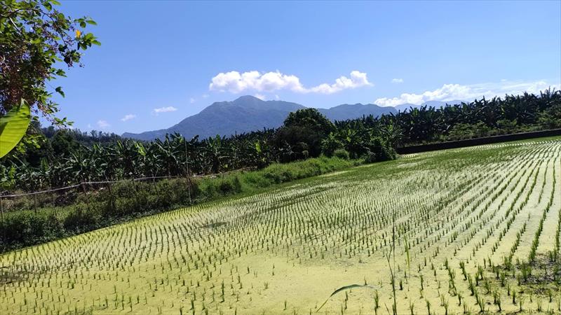 生產者圖片