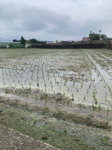 生產者圖片