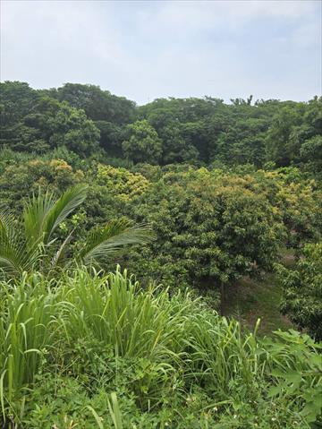 生產者圖片