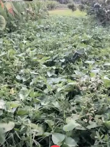 生產者圖片
