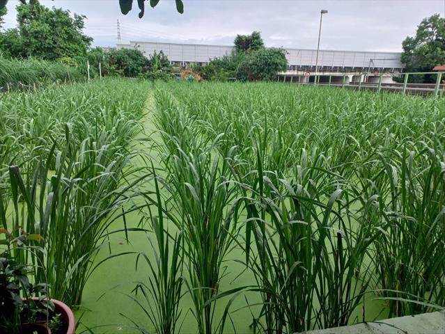 生產者圖片