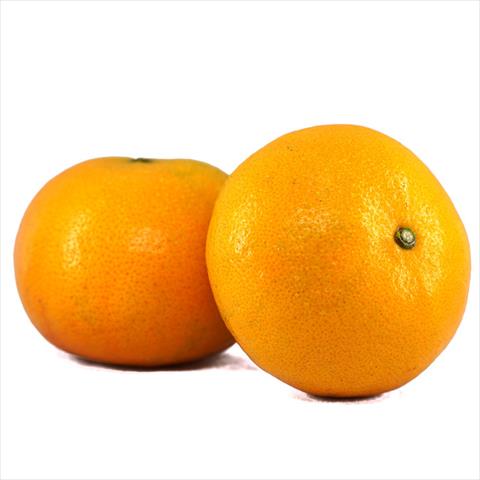 生產者圖片
