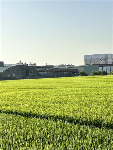 生產者圖片