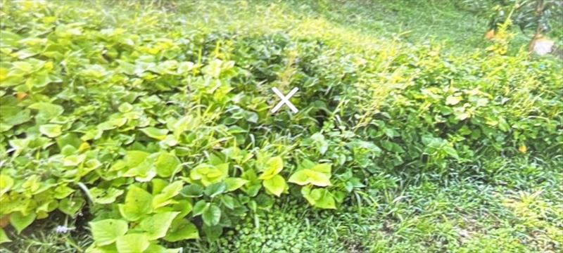 生產者圖片