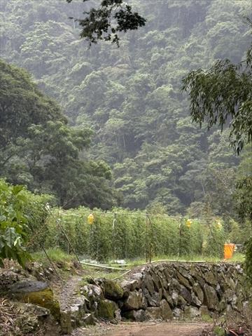 生產者圖片