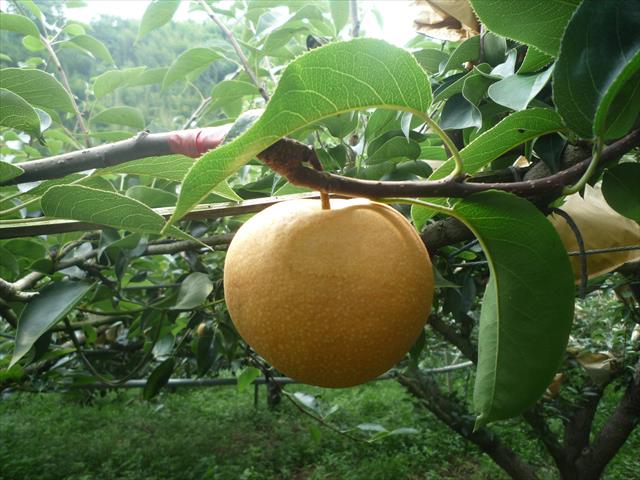 生產者圖片