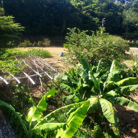 生產者圖片