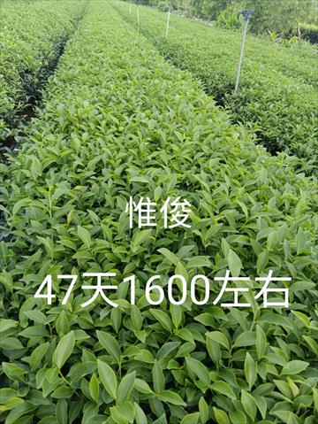 生產者圖片