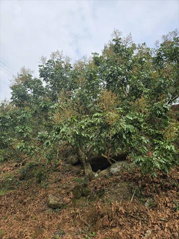 生產者圖片